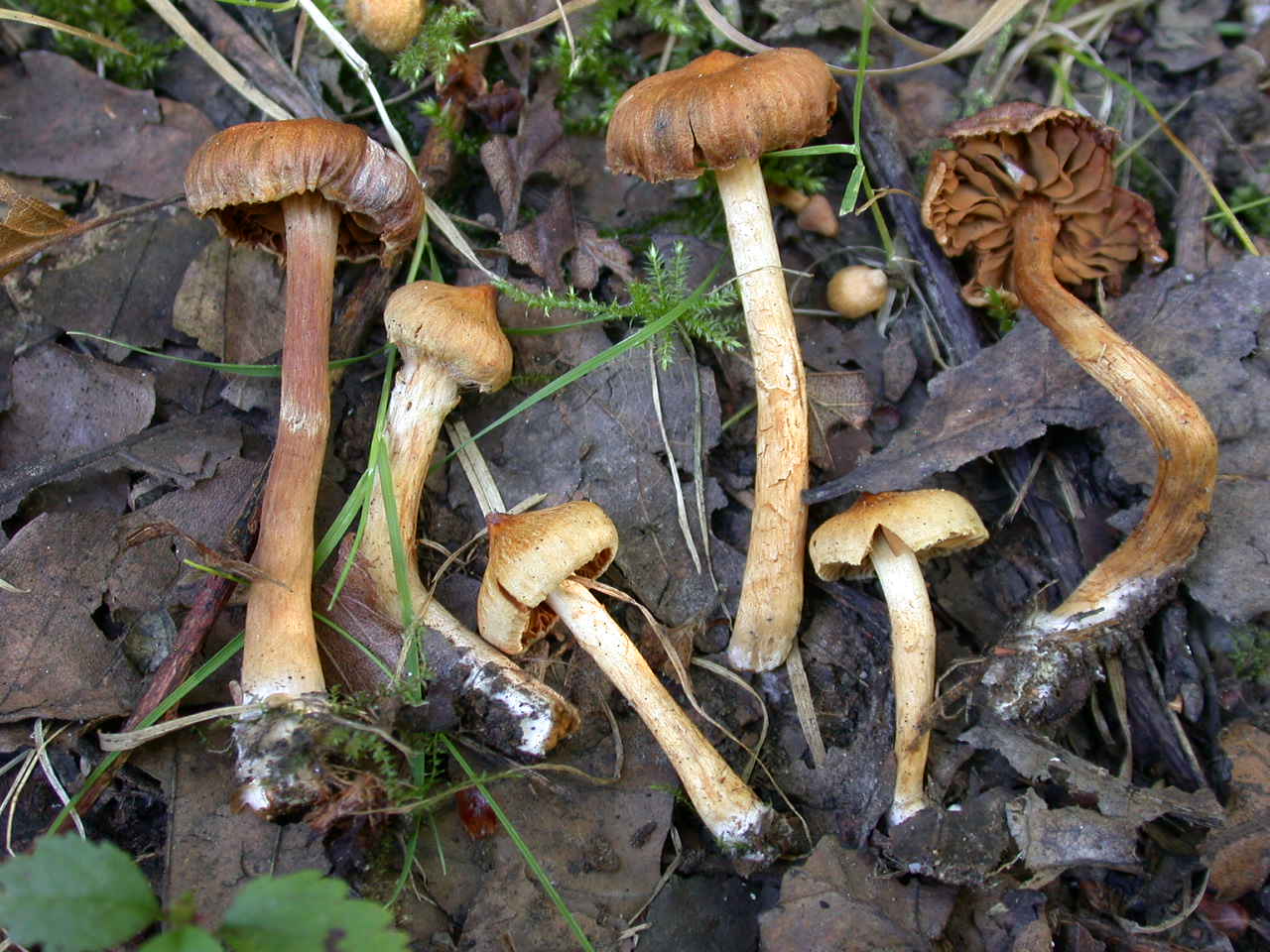 Cortinarius acutus (da confermare)